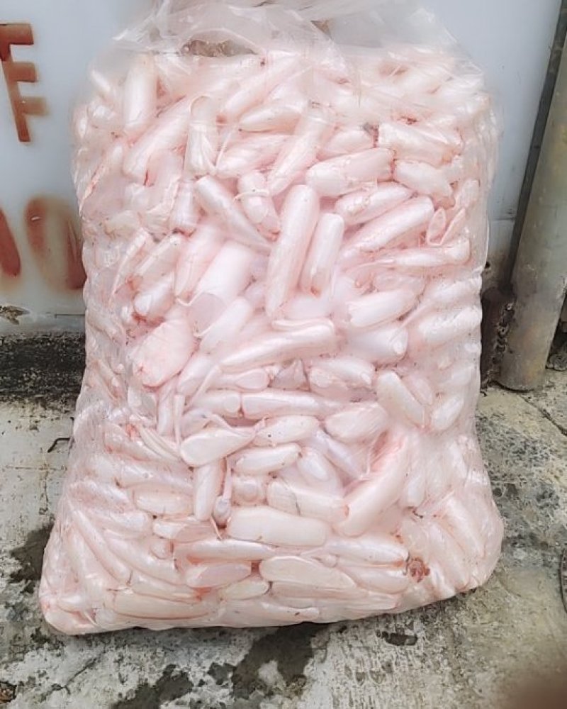 大翘嘴鱼泡都是每天用新鲜大鱼杀出来的新鲜鱼泡。