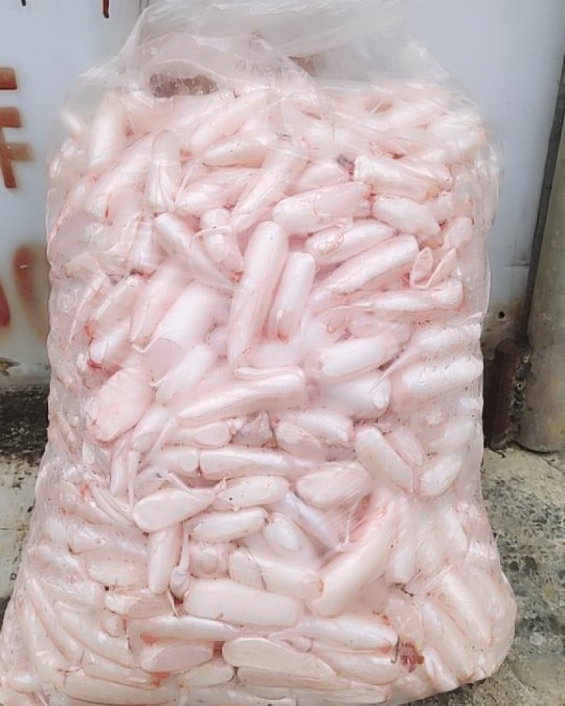 大翘嘴鱼泡都是每天用新鲜大鱼杀出来的新鲜鱼泡。