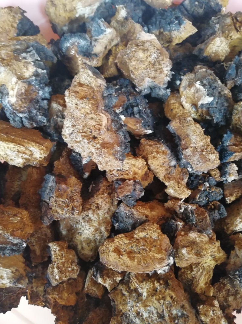 桦树茸，松树桑黄，白灵芝，蘑菇常年出售