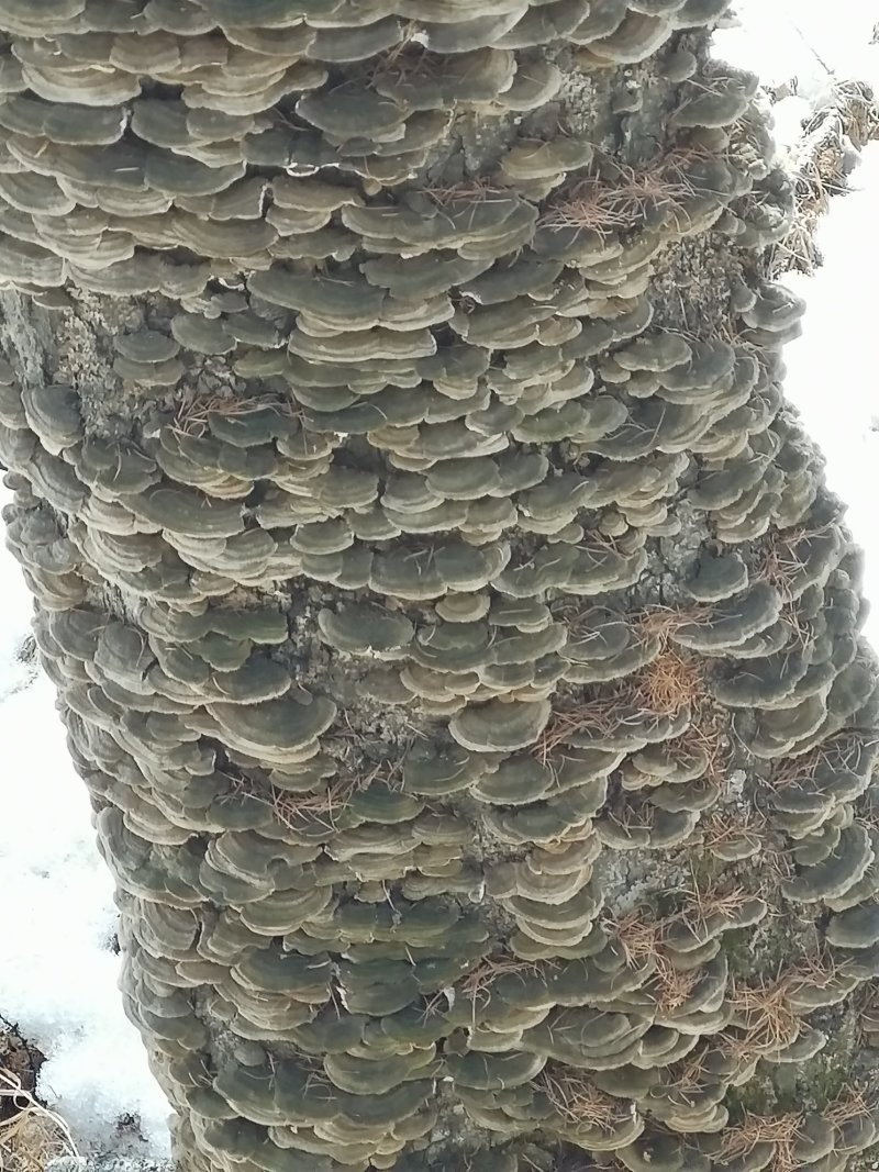 桦树茸，松树桑黄，白灵芝，蘑菇常年出售
