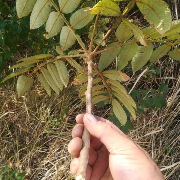 五倍子树枝盐肤木树枝，伍倍子树根新鲜野生中草药