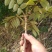 五倍子树枝盐肤木树枝，伍倍子树根新鲜野生中草药