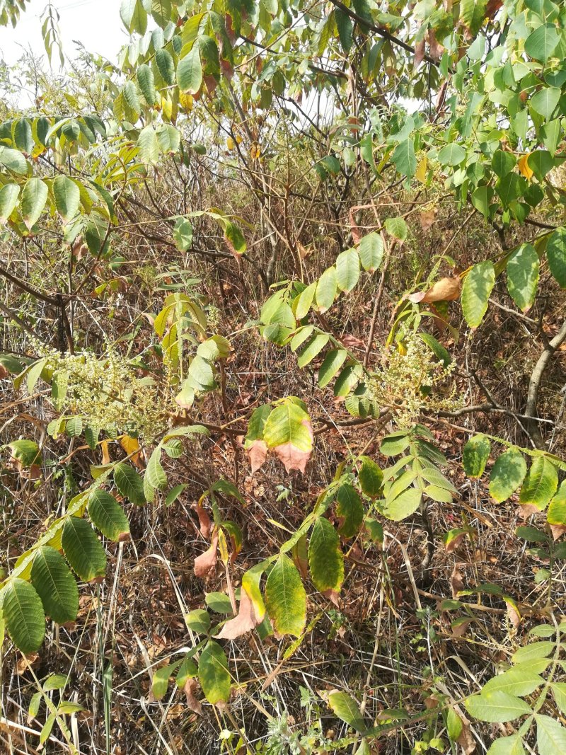 五倍子树枝盐肤木树枝，伍倍子树根新鲜野生中草药