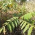 五倍子树枝盐肤木树枝，伍倍子树根新鲜野生中草药