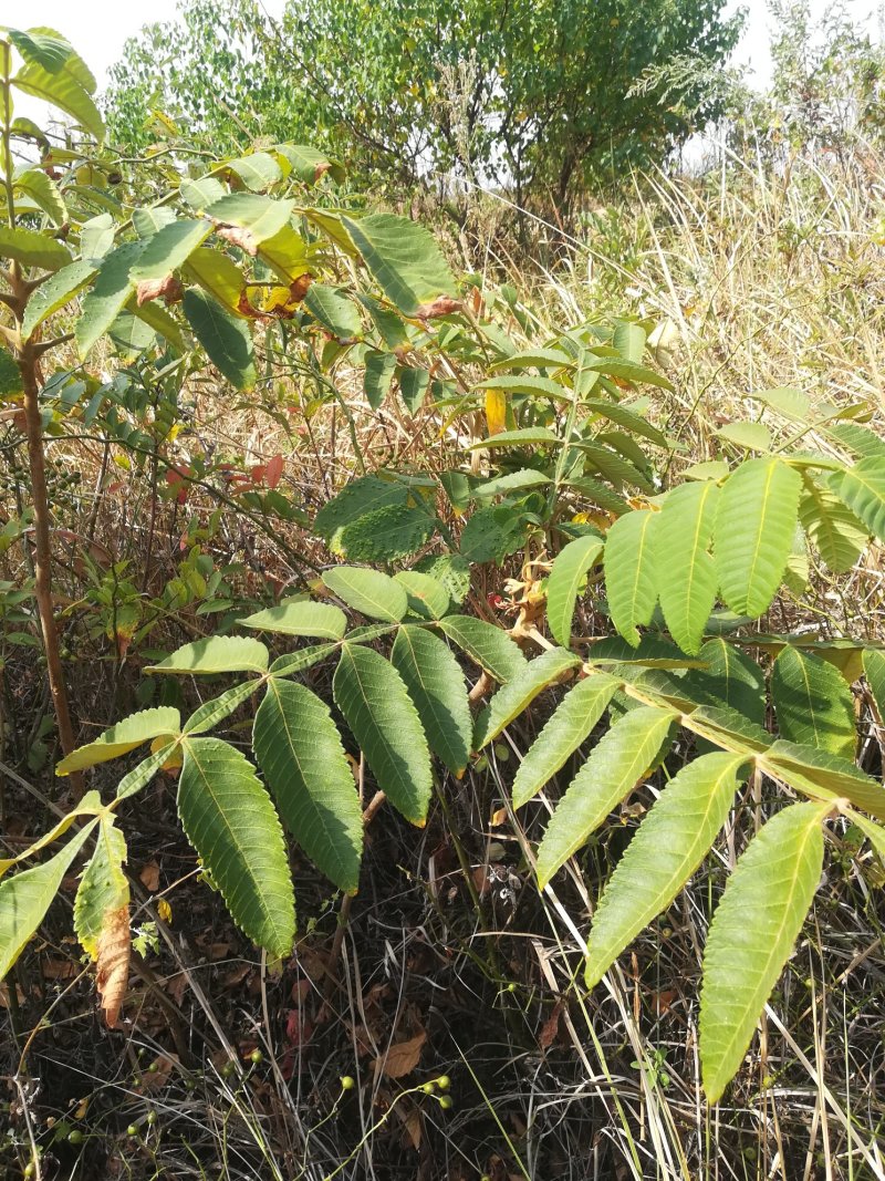 五倍子树枝盐肤木树枝，伍倍子树根新鲜野生中草药