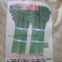 绿领光杆茼蒿种子茎白绿叶小而薄分枝能力强
