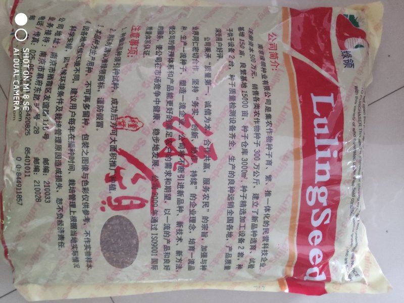 绿领光杆茼蒿种子茎白绿叶小而薄分枝能力强