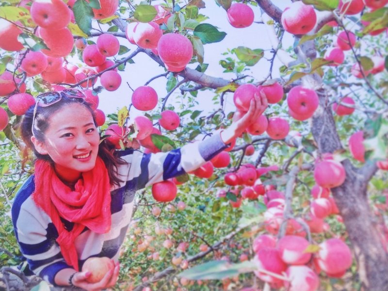 沂源红富士苹果大量上市，欢迎老板采购，价格优惠多多