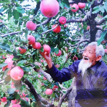 沂源红富士苹果大量上市，欢迎老板采购，价格优惠多多