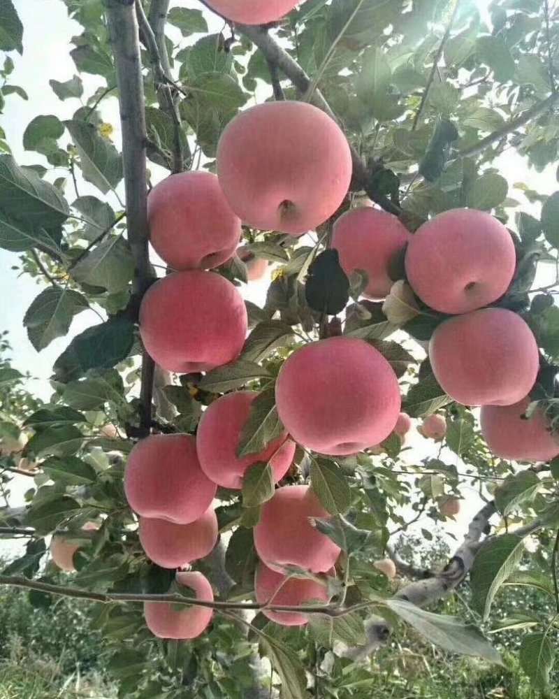 富士苹果