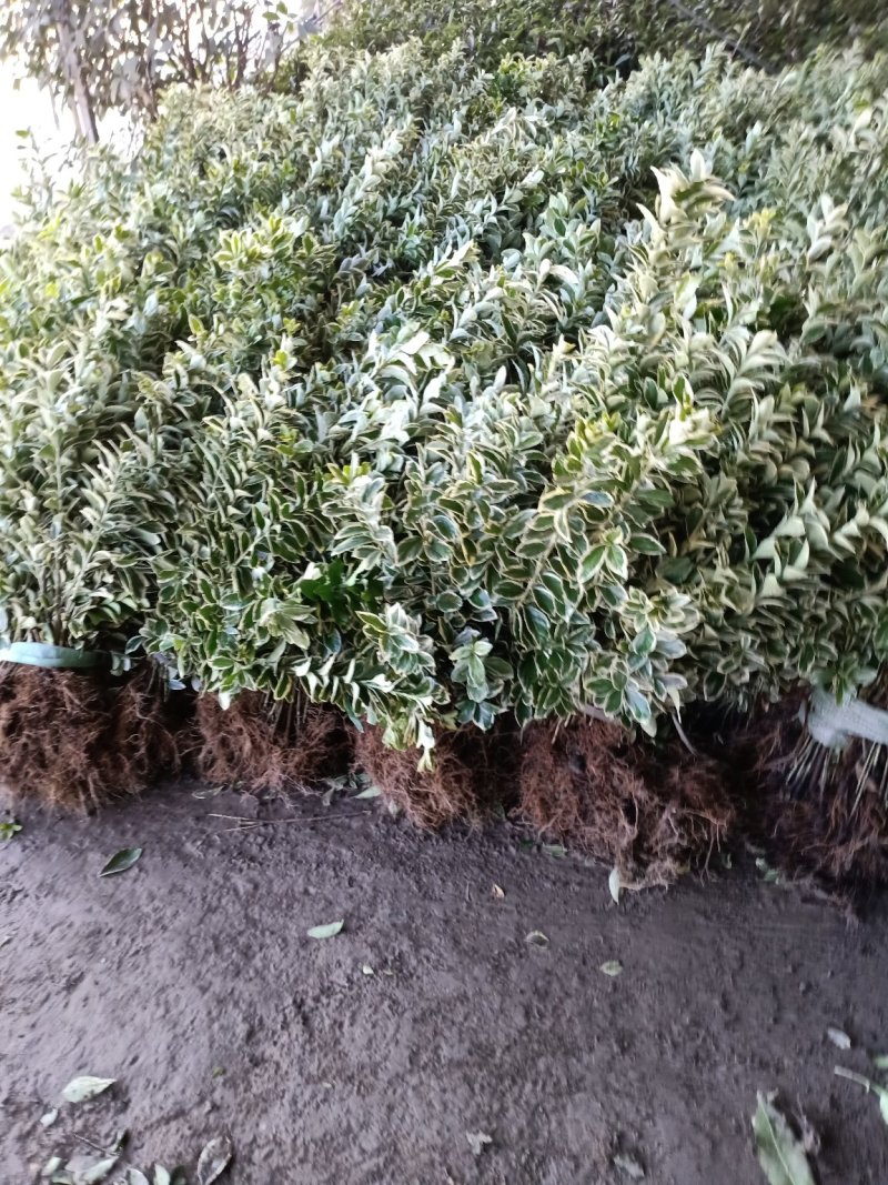 金边黄杨金边黄杨苗庭院四季常青树苗篱笆