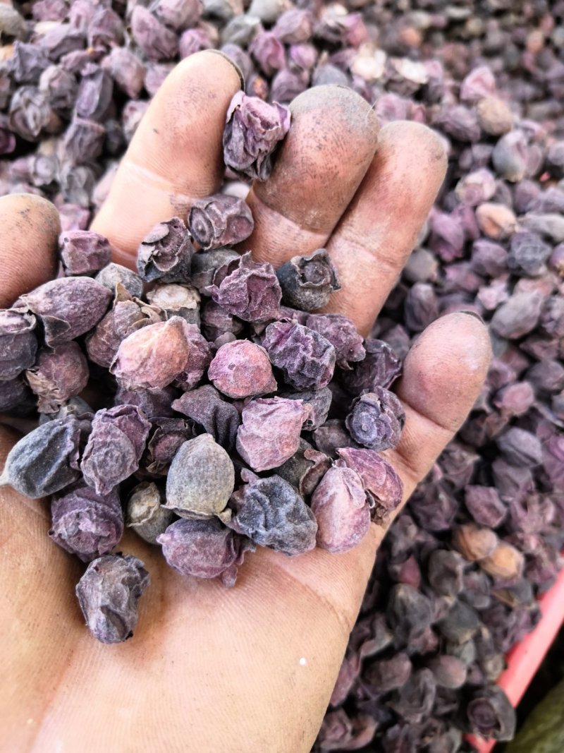 桃金娘果干，捻子干，三蒸三晒，泡酒靓货，一手货源