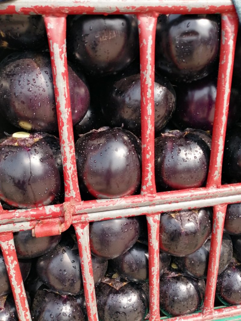 茄子河北圆茄蔬菜基地直销货源充足量大从优诚信经营