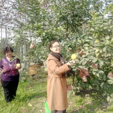 尤力克柠檬