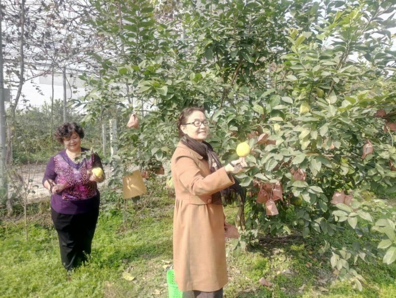 尤力克柠檬