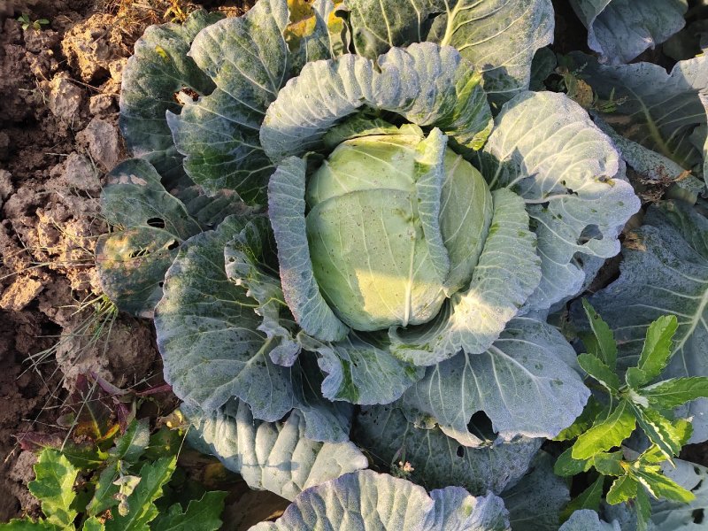 莲花白包包菜甘蓝优质高原冷凉包包菜