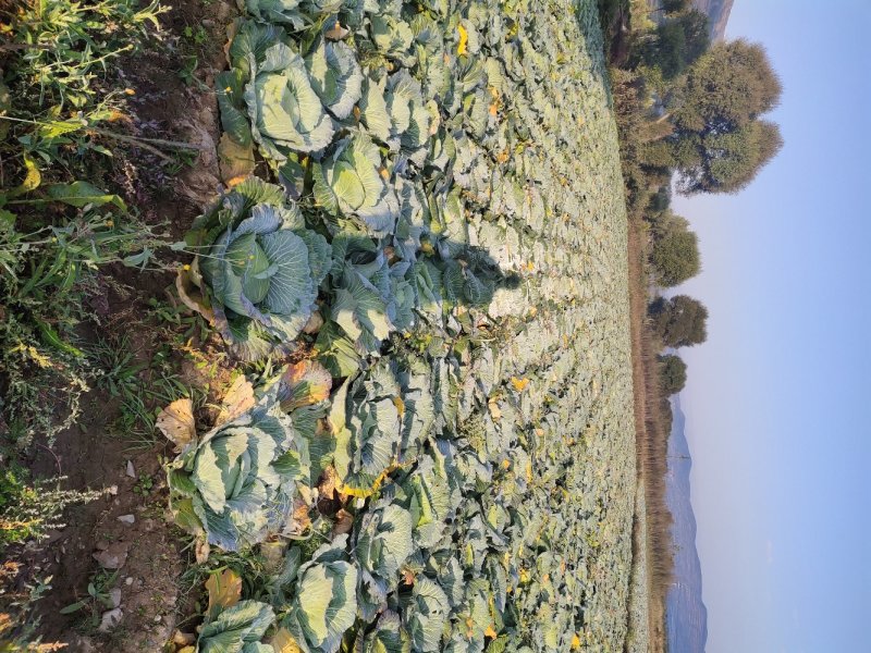 莲花白包包菜甘蓝优质高原冷凉包包菜