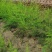 芦笋种苗批发易种植好成活根系发达高产抗病现挖发货