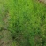 芦笋种苗批发易种植好成活根系发达高产抗病现挖发货
