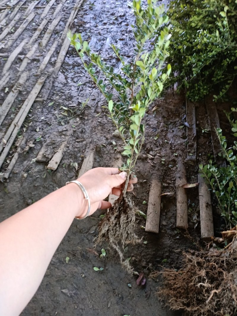 龟甲冬青大杯苗1.5元一颗，小苗裹根带护心土0.4元