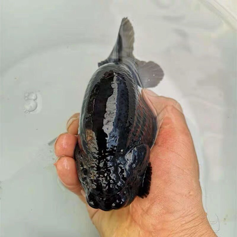 精品兰寿金鱼黑寿淡水鱼纯黑观赏鱼批发财鱼水族宠物