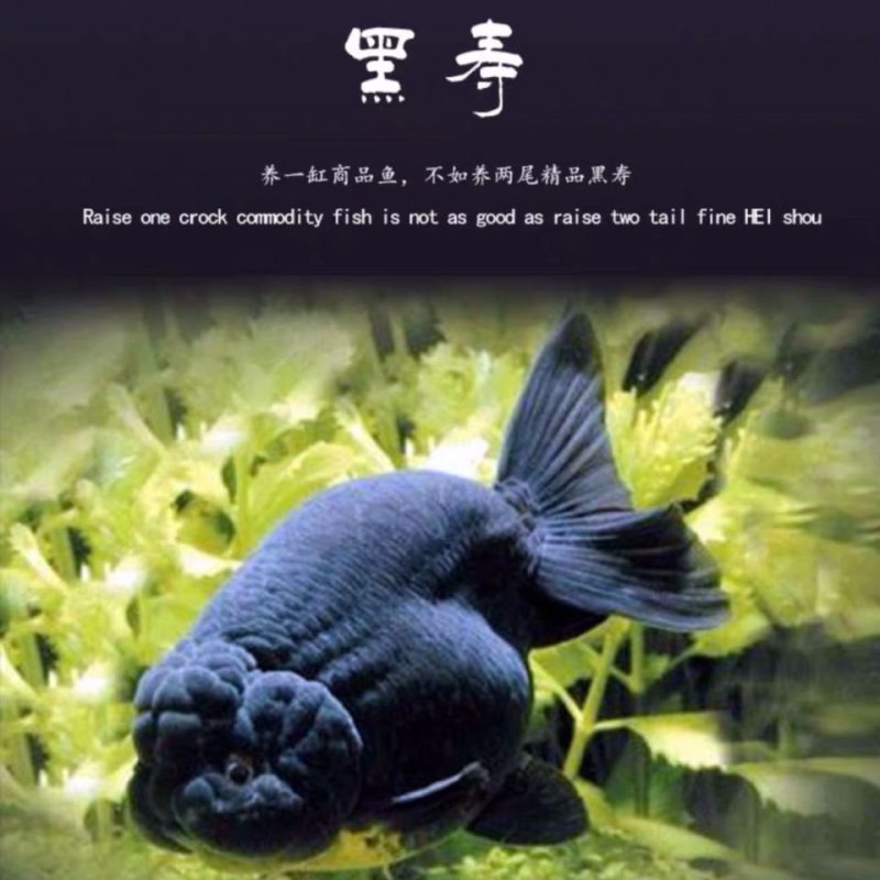 精品兰寿金鱼黑寿淡水鱼纯黑观赏鱼批发财鱼水族宠物