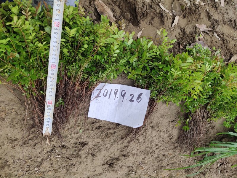 云南保山潞江坝清香木小苗