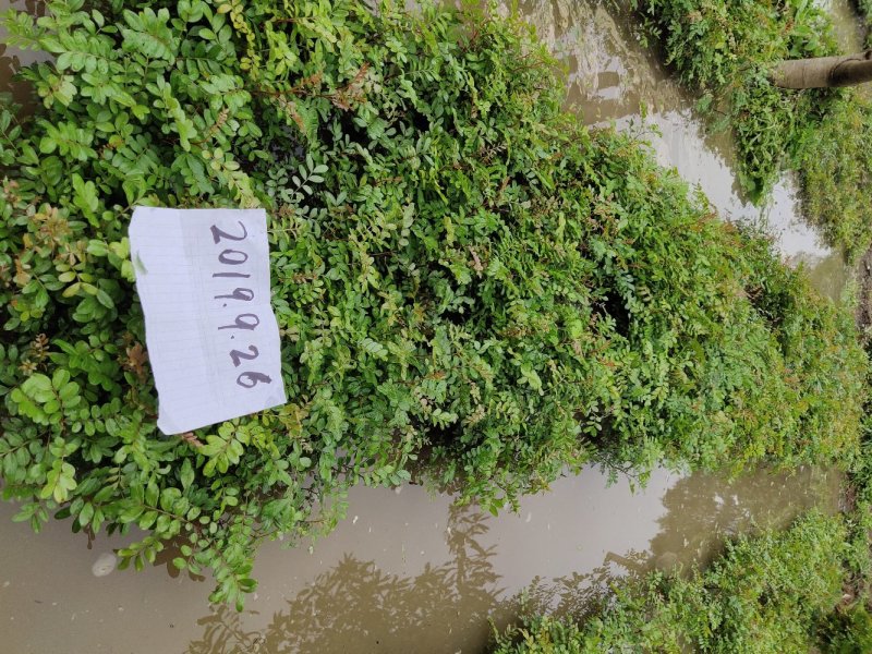 云南保山潞江坝清香木小苗