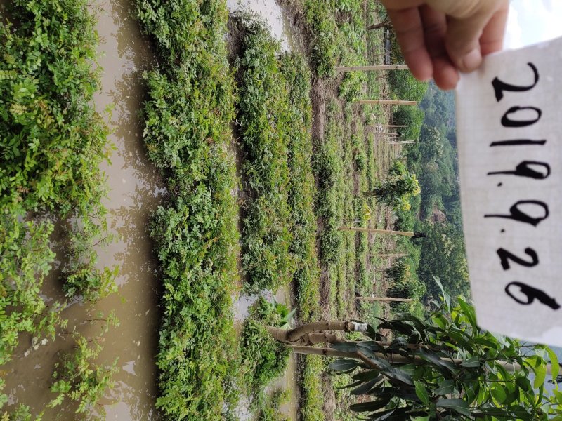 云南保山潞江坝清香木小苗
