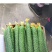 精品黄瓜，天天新鲜货，大量现货