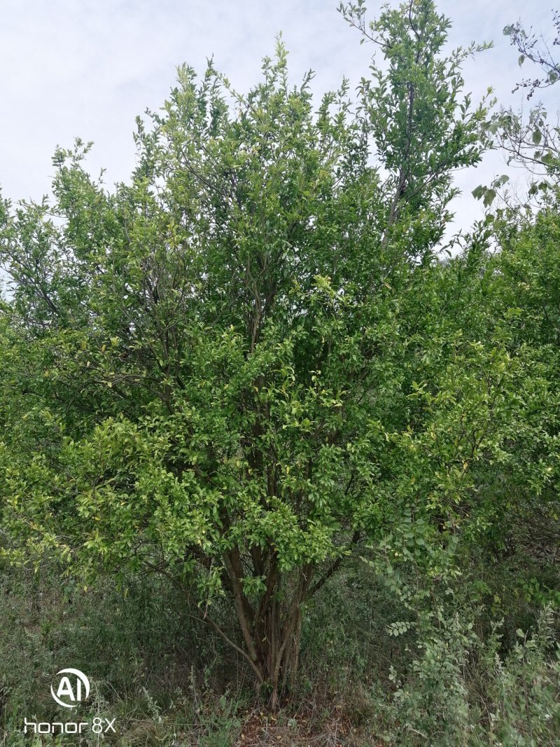 丛生花石榴