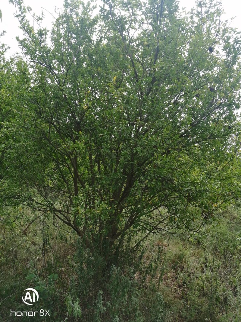 丛生花石榴