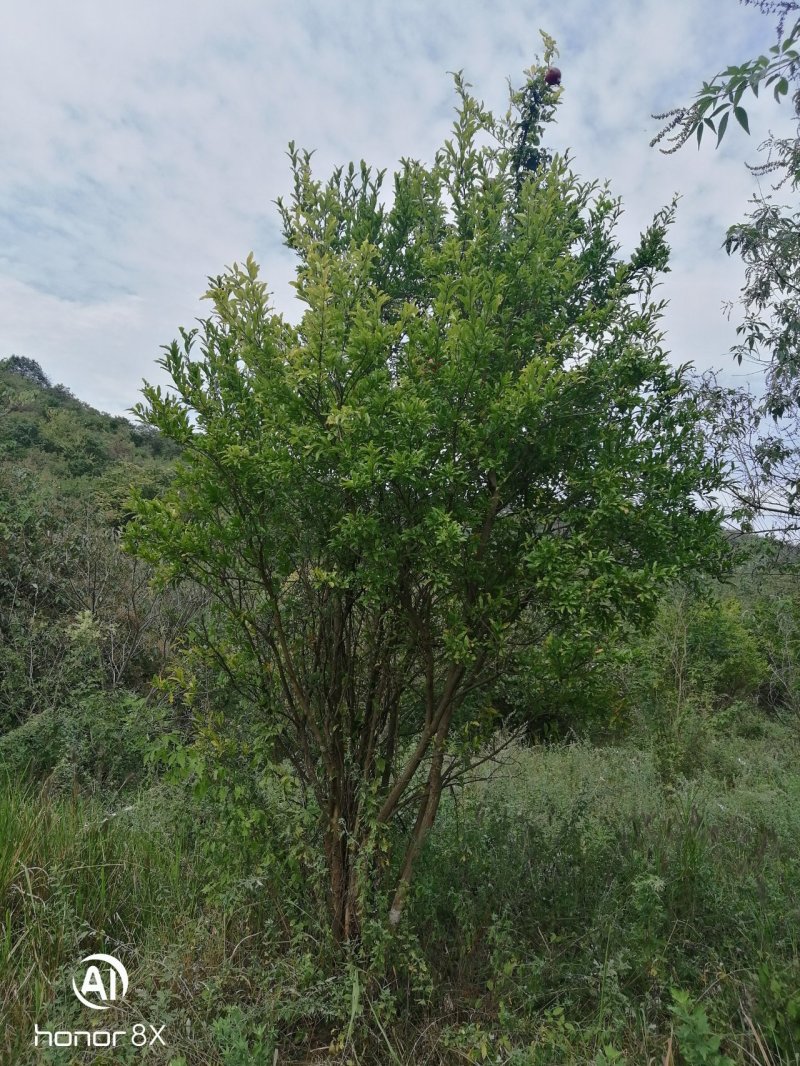丛生花石榴