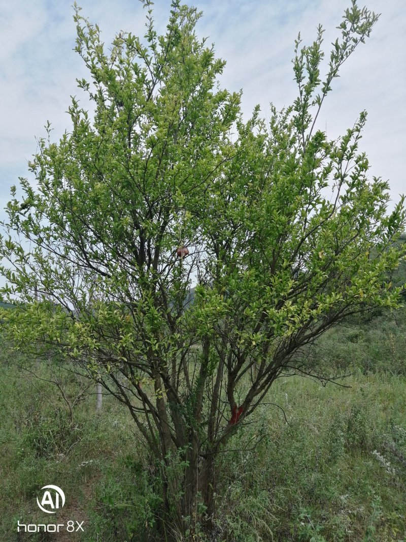 丛生花石榴