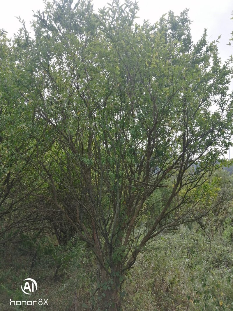 丛生花石榴