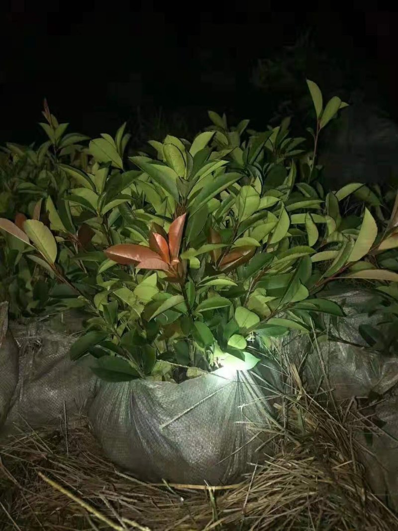 红叶石楠小杯，大杯，石楠球，大小规格齐全，
