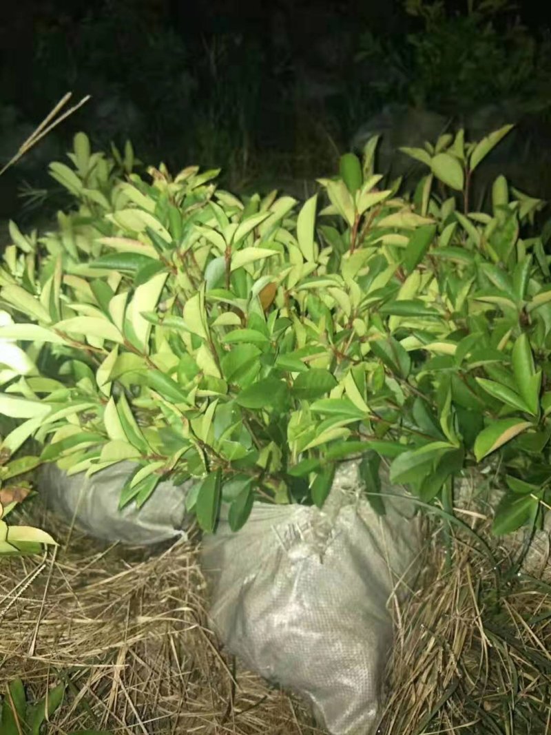 红叶石楠小杯，大杯，石楠球，大小规格齐全，