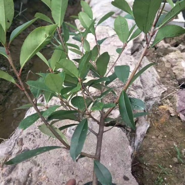 石楠苗大杯苗，红叶石楠树苗火焰红四季球形庭院绿化苗绿篱