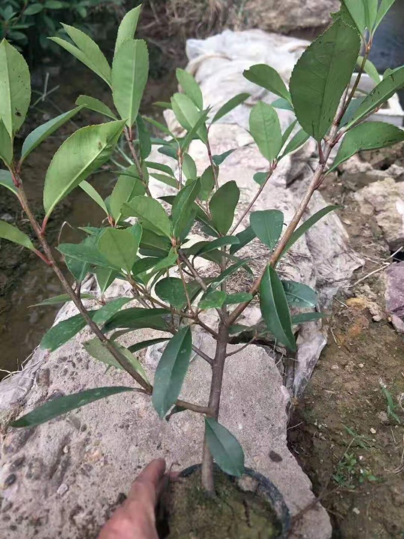 石楠苗大杯苗，红叶石楠树苗火焰红四季球形庭院绿化苗绿篱