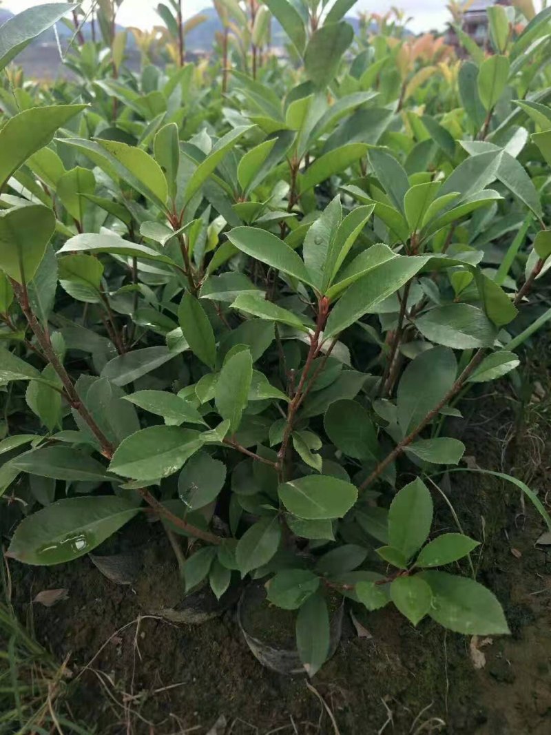 石楠苗大杯苗，红叶石楠树苗火焰红四季球形庭院绿化苗绿篱