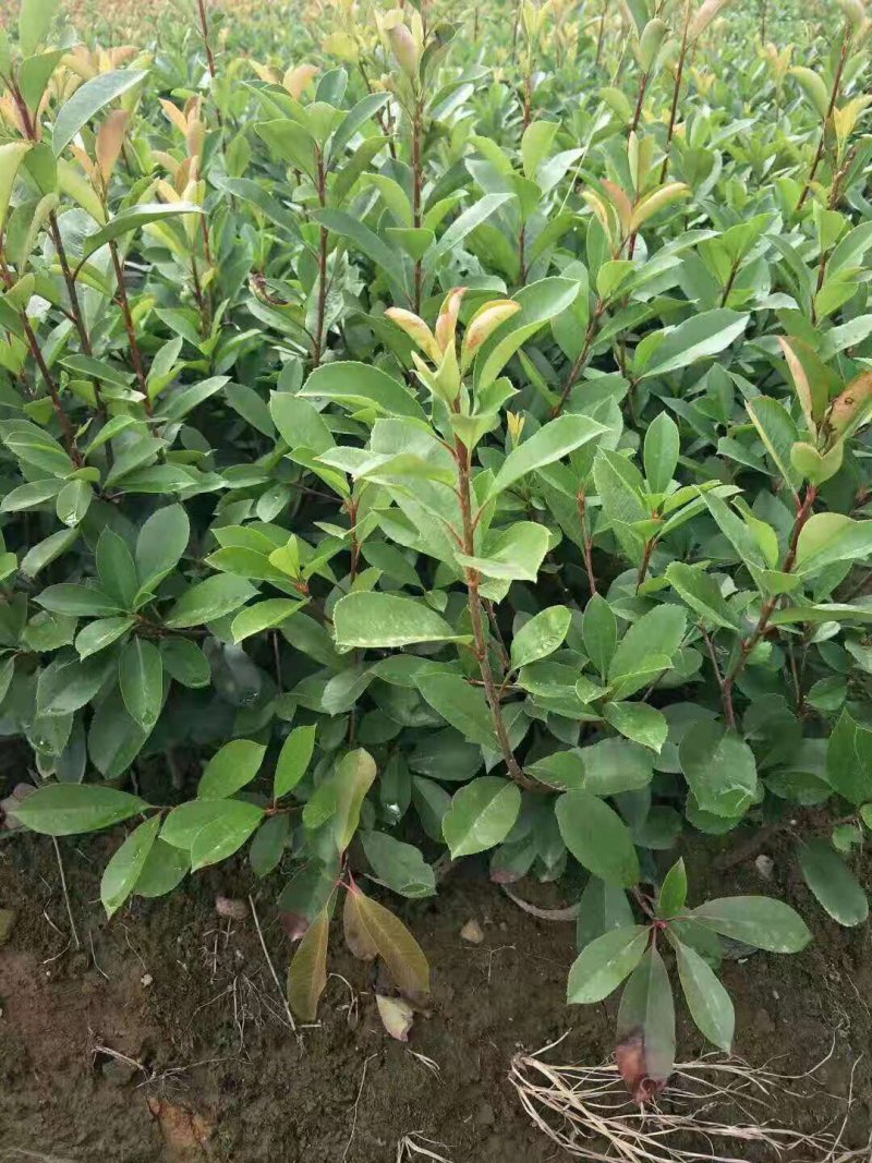 石楠苗大杯苗，红叶石楠树苗火焰红四季球形庭院绿化苗绿篱