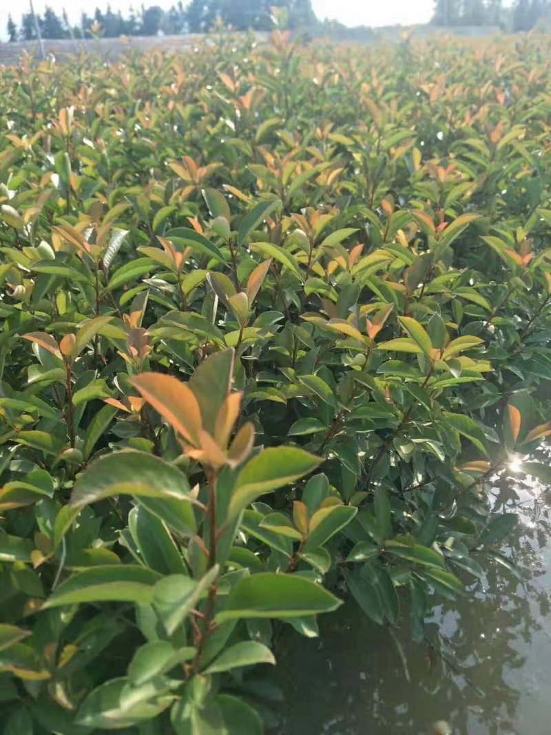 石楠苗大杯苗，红叶石楠树苗火焰红四季球形庭院绿化苗绿篱