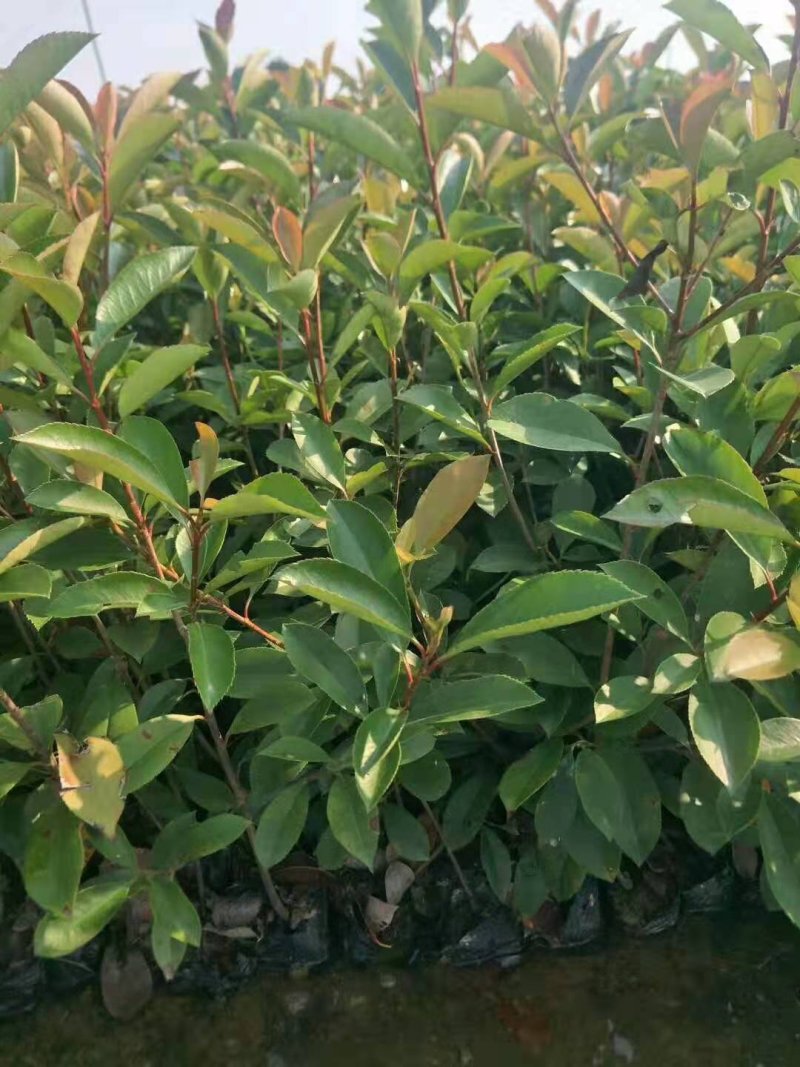 石楠苗大杯苗，红叶石楠树苗火焰红四季球形庭院绿化苗绿篱