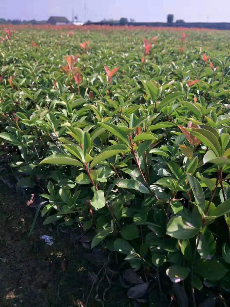 石楠苗大杯苗，红叶石楠树苗火焰红四季球形庭院绿化苗绿篱