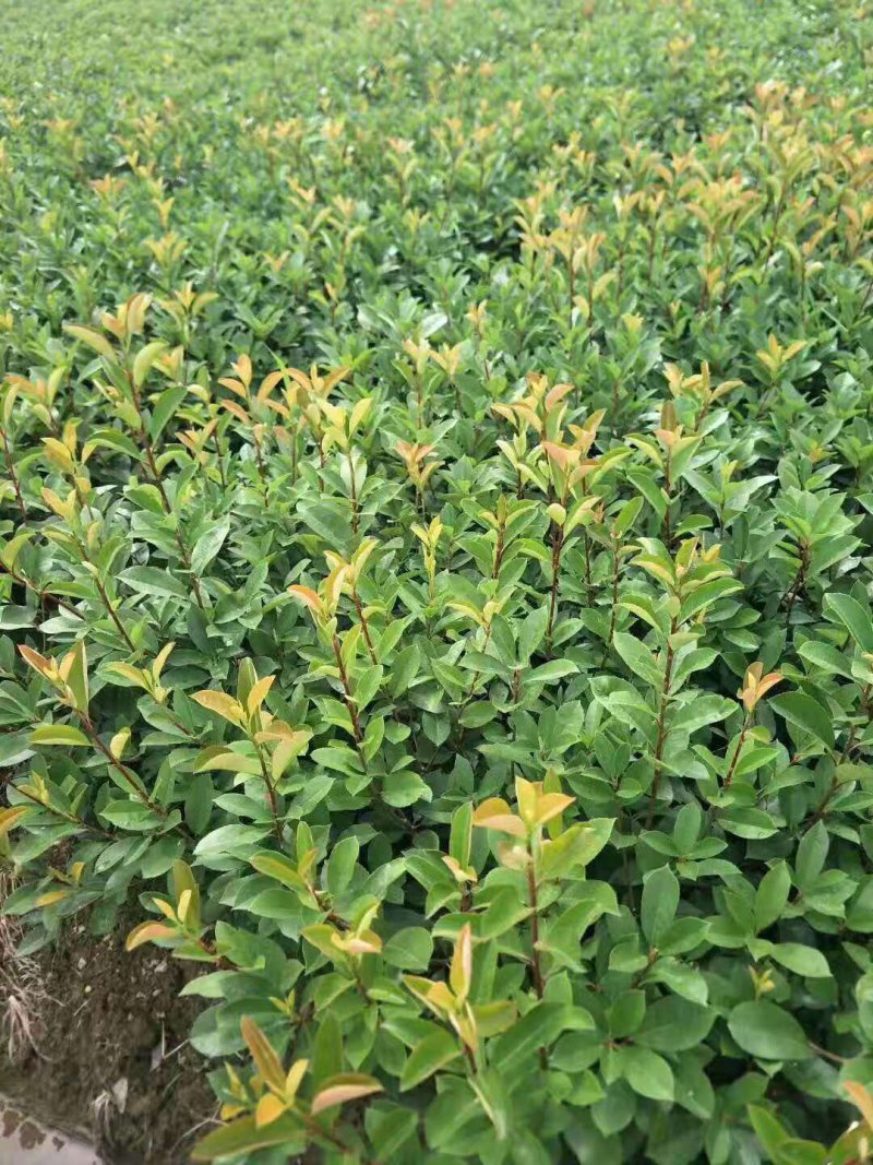 石楠苗大杯苗，红叶石楠树苗火焰红四季球形庭院绿化苗绿篱