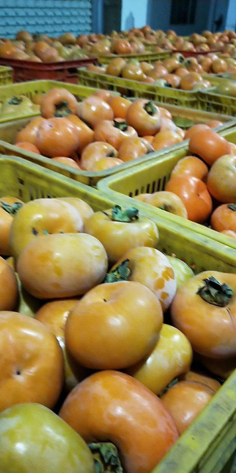 精品脆柿
