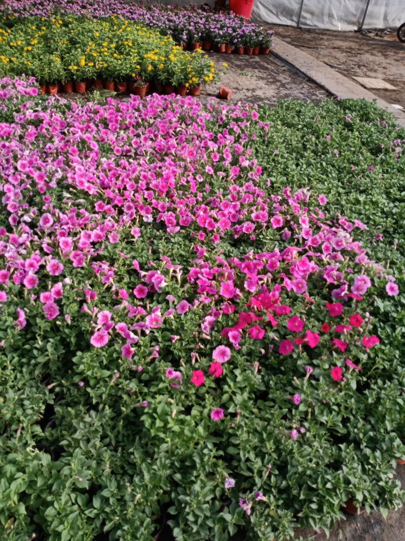 草花地被草花园林绿化花草基地直销