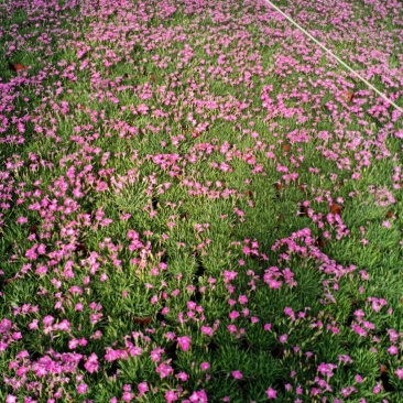 草花地被草花园林绿化花草基地直销