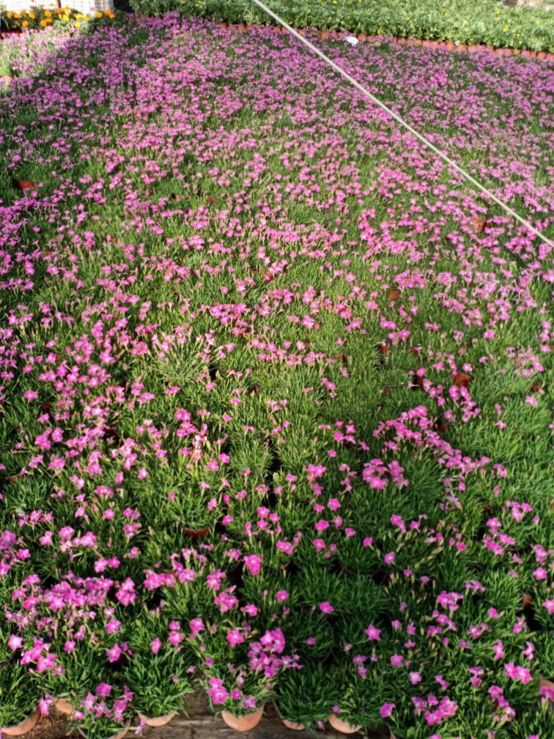 草花地被草花园林绿化花草基地直销