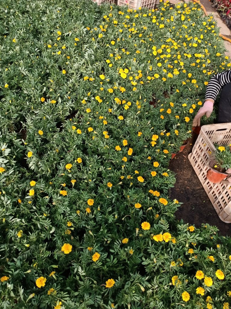 草花地被草花园林绿化花草基地直销
